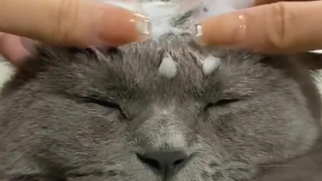 cute kitten taking a bath