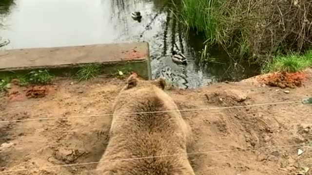 Bear 🐻 relaxing