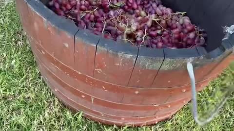 Grape stomping!