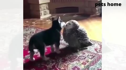 funny animal videos