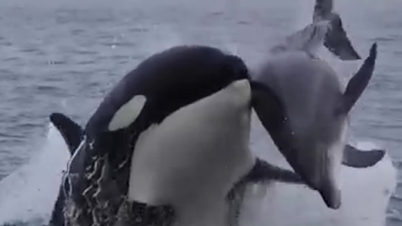 Nobody escapes an Orca