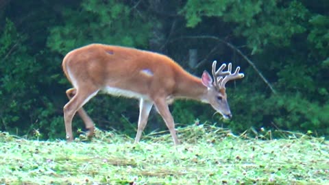 White-tailed deer