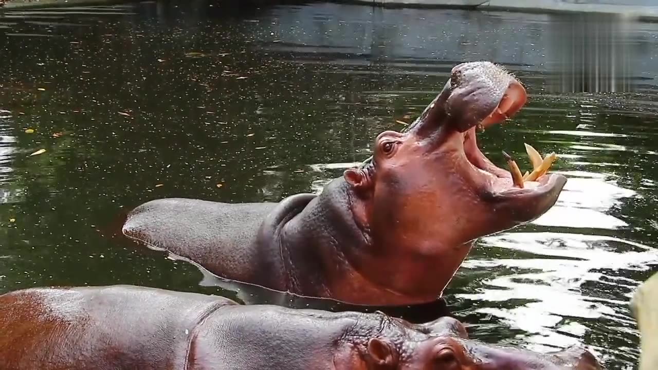 Beautiful animal hippo in wild ll beautiful animal and pet videos