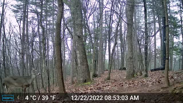 The Woods – 12/22/2022