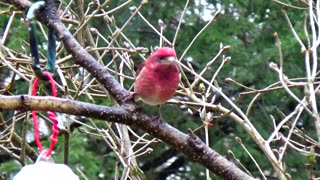 Purple Finches