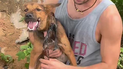 BREAKING NEWS VIRAL DOG MEAT SURVIVOR RESCUE DOG SAVIOR FYP