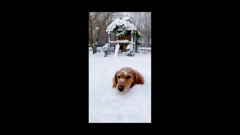 HaHa Funny Videos 002