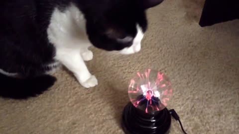 Cat and Plasma Ball