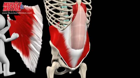 Abdominal Muscles