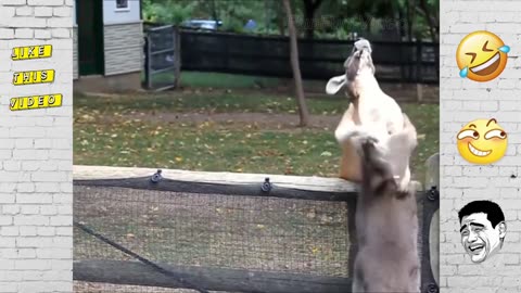 FUNNY Kangaroos - cute