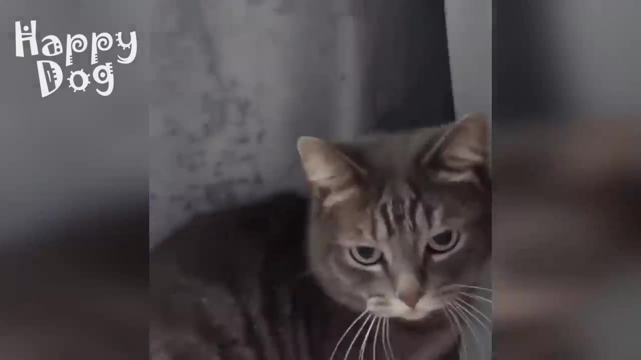 Cute cats and Dogs | Funny video #121