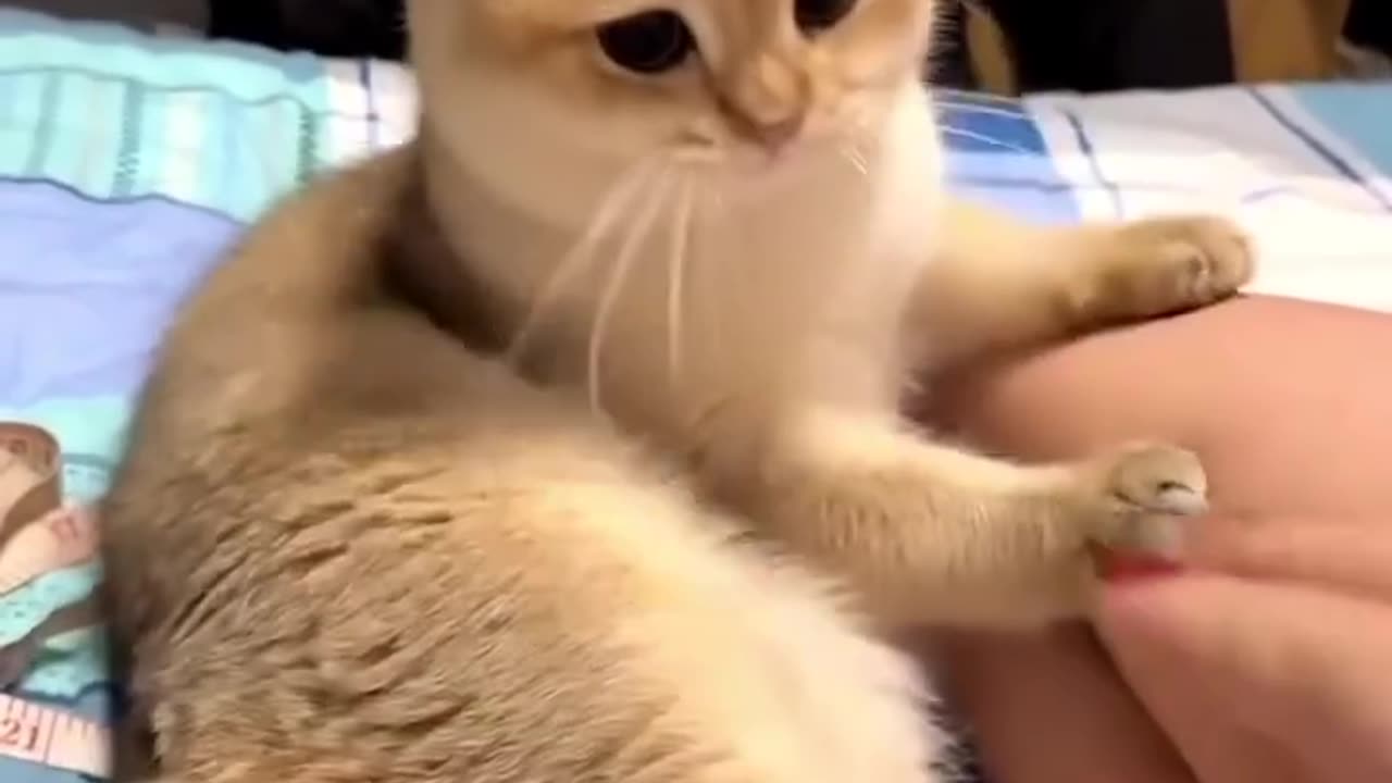 Cute Cat says "don't touch me"