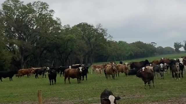 Do you like Cows? I made friends with them all they didn’t mooooove!