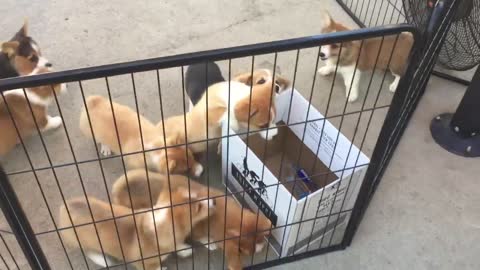 Corgi Puppies vs Wine Box - So Cal Corgis