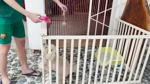 Funny video cats and dogs 2023