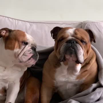 Bulldog Licking Another Bulldog