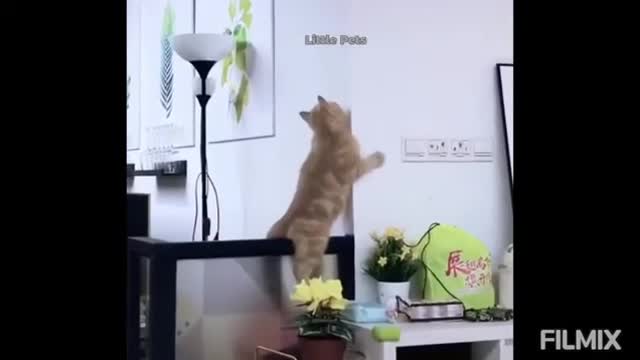 omg cats training video pets beautiful baby cats videos