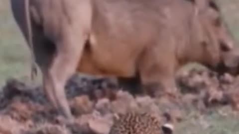 amazing animal animal fighting 2022