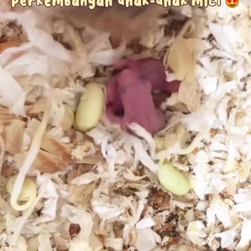 Baby hamster puppies 2 days