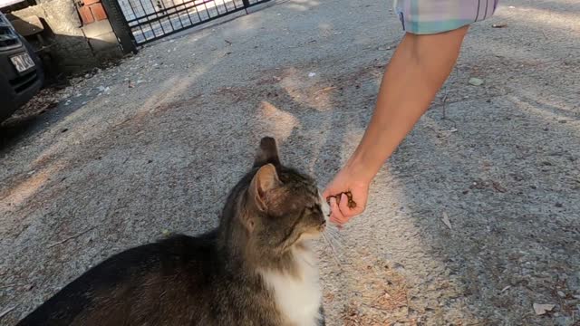 Beautiful fluffy cat purring and asking for attention