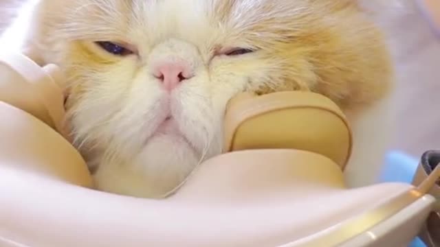 Immersive daily life, kitten massage