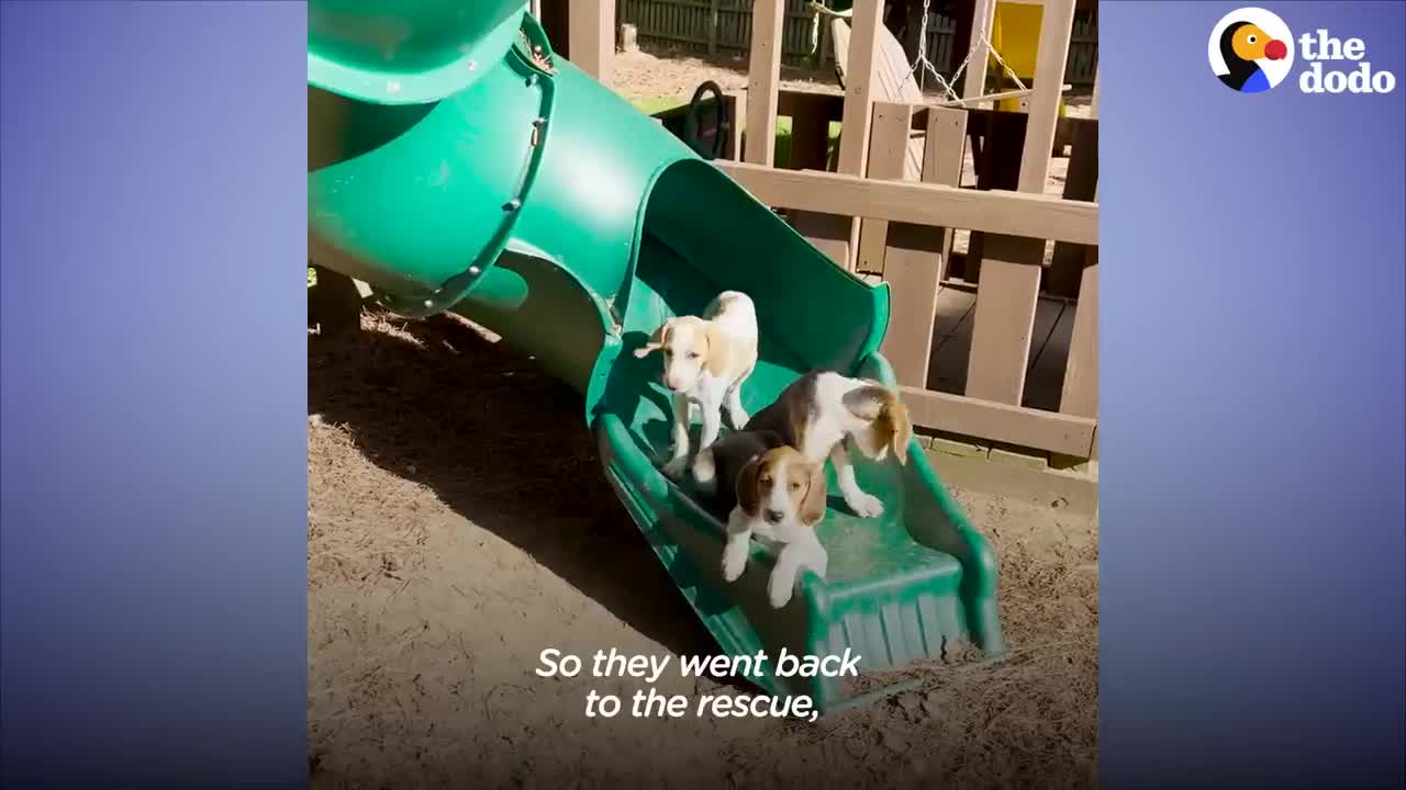 Foster Mom Works Up A Sweat Giving Hound Puppies A Bath | The Dodo Foster Diaries