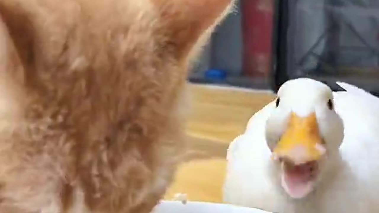 Foodie Friends: Duck and Cat Share a Meal in Perfect Harmony!