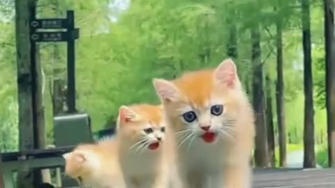 Watch till the end #cats #pariot #catsoftiktok #love