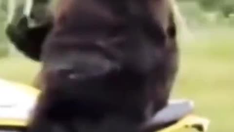 Wee funny videos