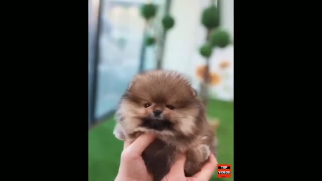 World’s SMALLEST Dogs OMG! 3