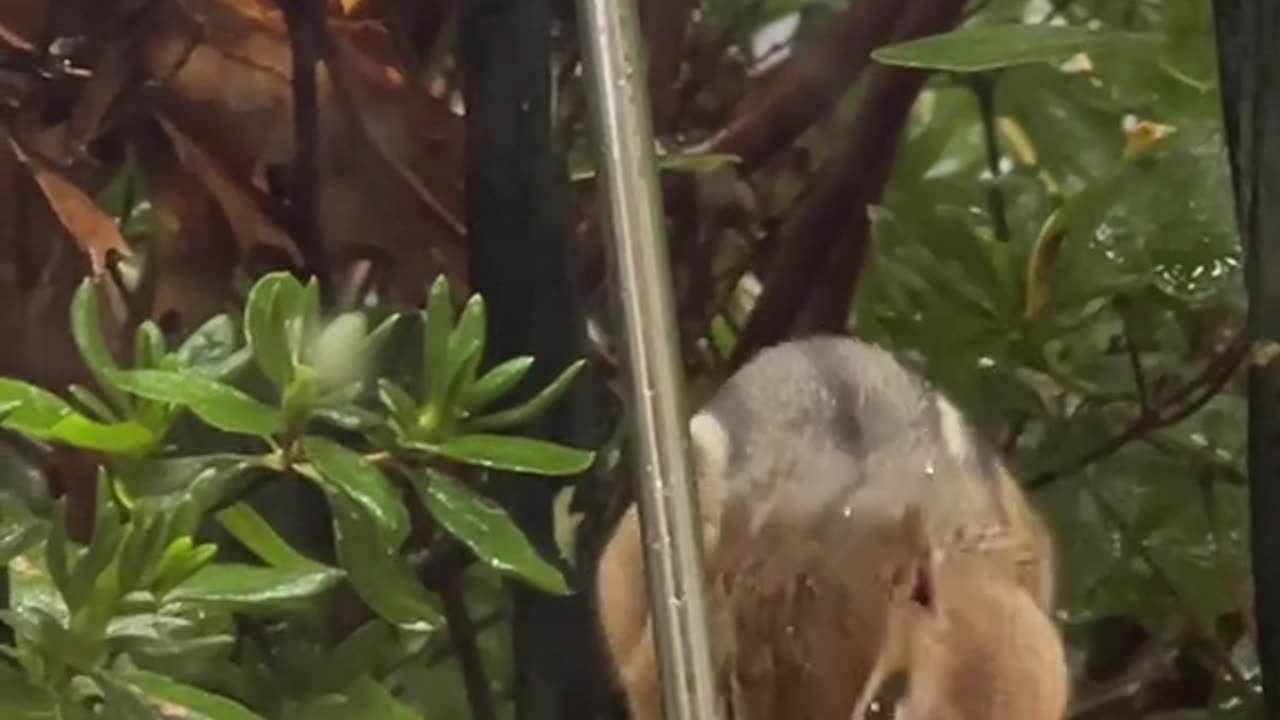 Chipmunk Stuffs Her Face