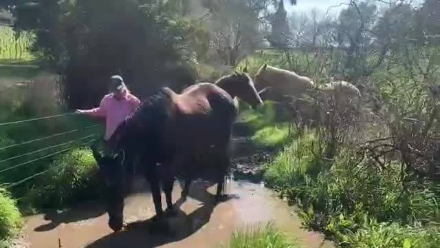 Horse Gives Owner a Mud Bath