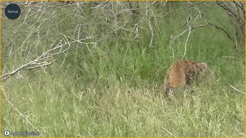 15 Moments Impala Was Injured By Big Cats, Hyenas And Wild Dogs