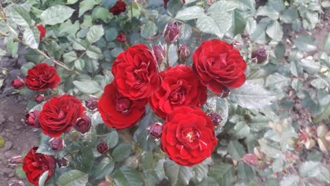 Burgundy rose bush