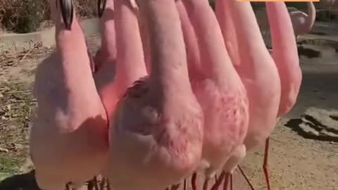 Best Funniest Animal Videos