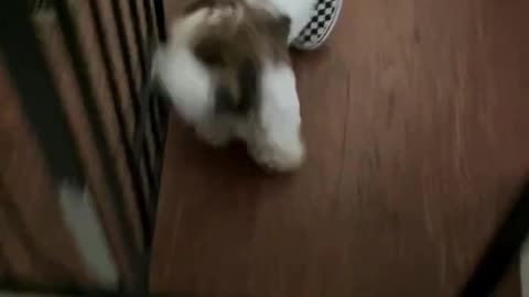 Funny animals video