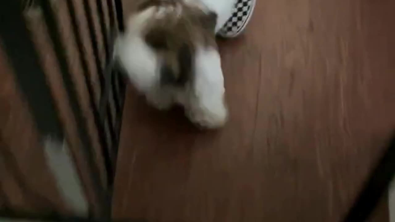 Funny animals video