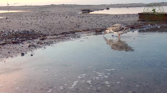 Crab Bank Seabird Sanctuary Nesting Season 2022 Highlights_Cut