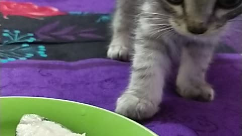 My Cute Cat Baby Eating time