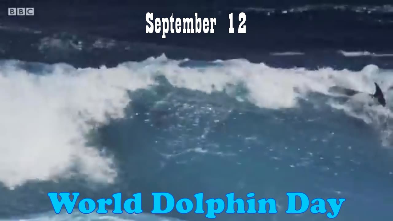 World Dolphin Day