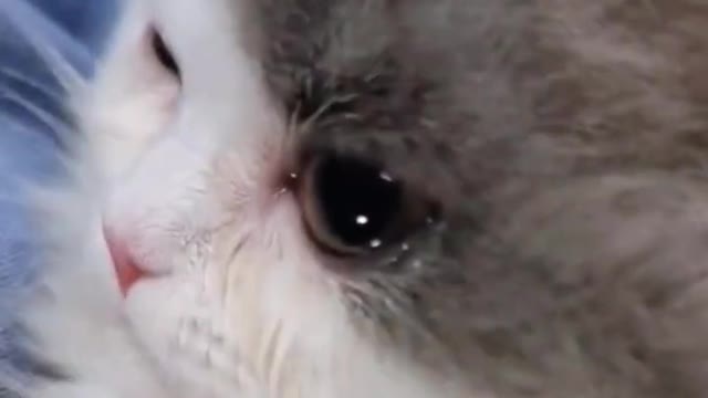 Cat emotional video