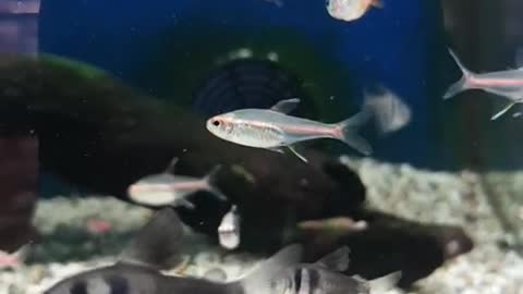 aquariumhobby