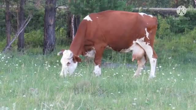 Beautiful cow