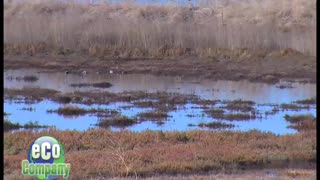 Salt Pond Restoration