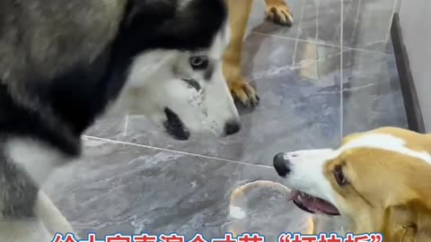 A show from the Corgi playing allegro 柯基犬的表演