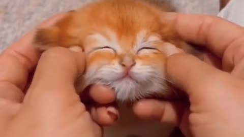 Watch how cute this cat is