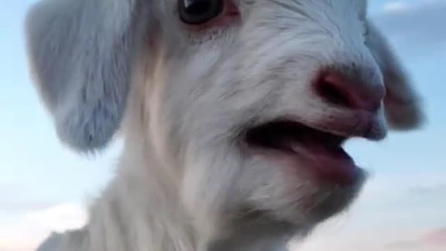 Cute pets # funny # explosively cute