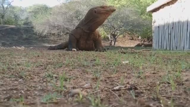 Komodo dragons