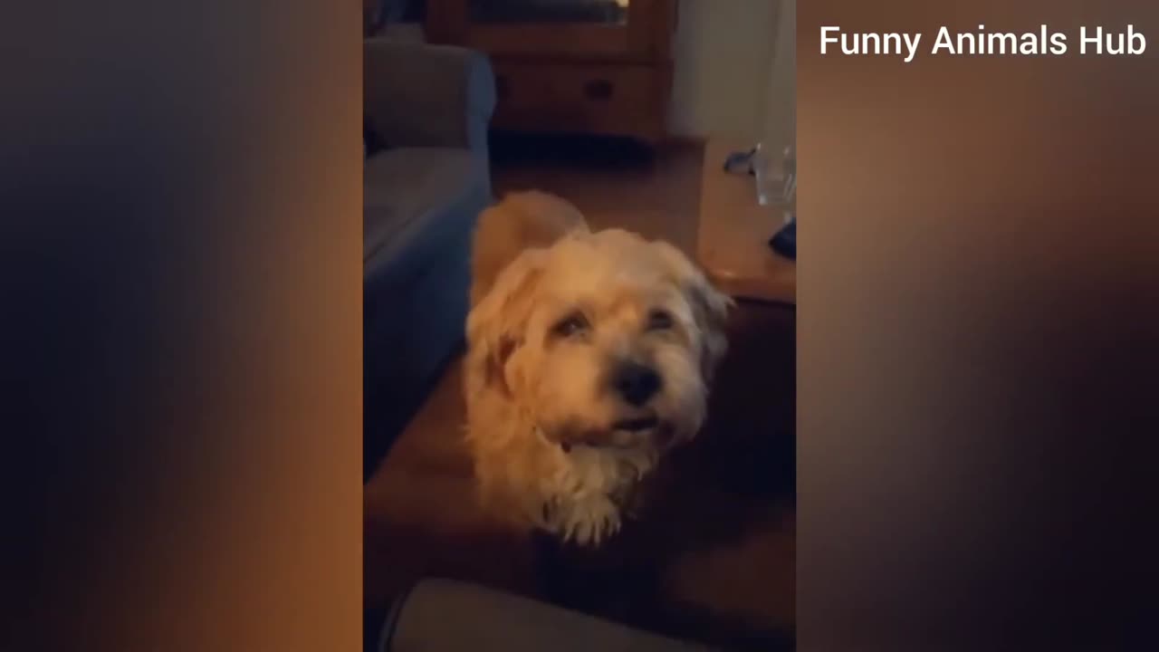 Funny animal videos