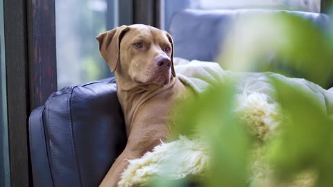 Brown Dog Relaxing On A Sofa